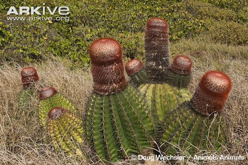 ARKive image GES104878 - Turk's head cactus