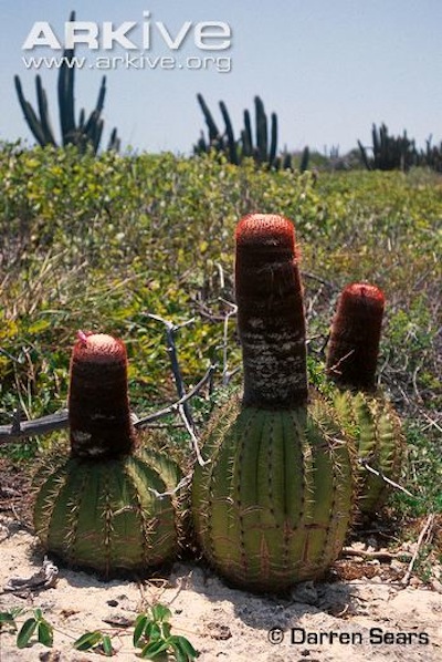 ARKive image GES104185 - Turk's head cactus