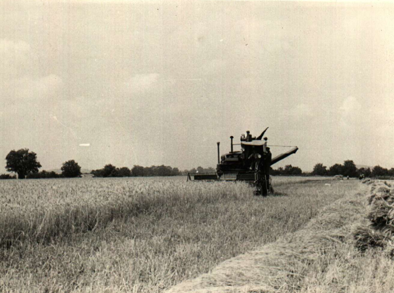 YKaranlıkta Hasat