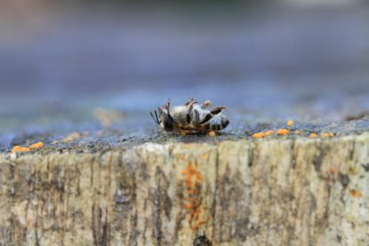 Pestisitler Neden Kadınları Daha Çok Zehirliyor? - Toplumsal Cinsiyet Odaklı Habercilik Kütüphanesi